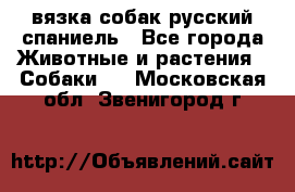 вязка собак русский спаниель - Все города Животные и растения » Собаки   . Московская обл.,Звенигород г.